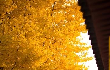 巨蟹男最疼哪个星座女生?