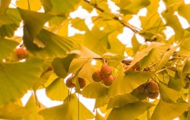 天蝎女喜爱什么样的男生?你能满意这些条件,她们倒追你