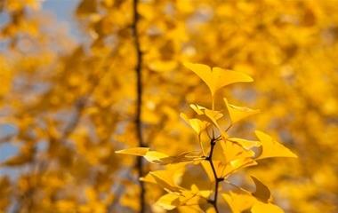 天蝎女喜爱什么样的男生?你能满意这些条件,她们倒追你