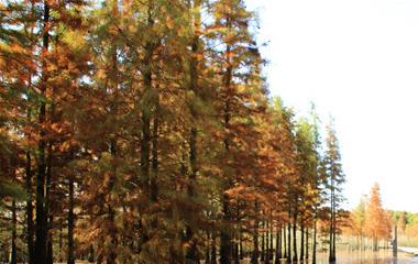 公认的智商最高的四个星座,第一名名副其实!