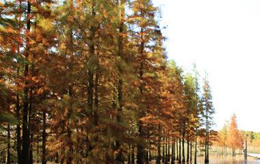 喜爱装懵懂无知的星座