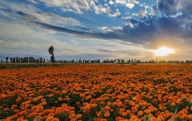 想追狮子座女生直接上,你就赢了一半!