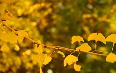 怎样医治失恋的苦楚