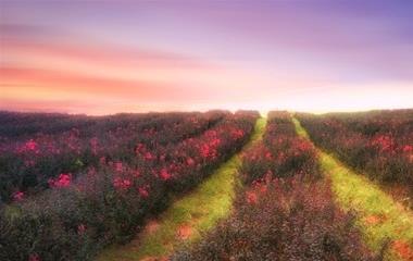 15句铭肌镂骨的爱情感言,让你百看不厌