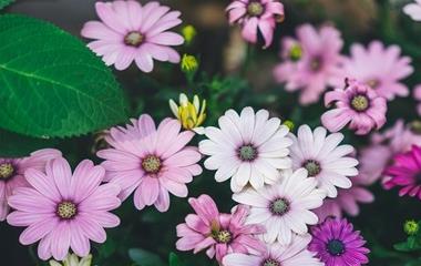 玫瑰花语色彩代表什么,你都知道哪几种