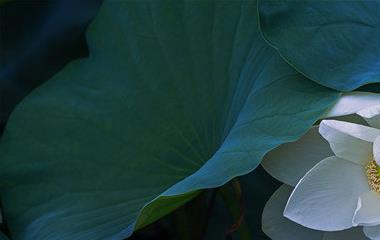 当老公外遇老婆该怎么办,走不出老公越轨的暗影怎么办