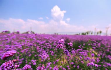 真实的美好是什么,不外乎这4点要素