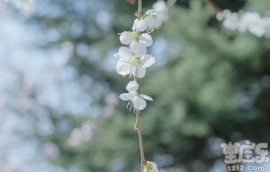 2017年元旦十二星座新年期望攻略1